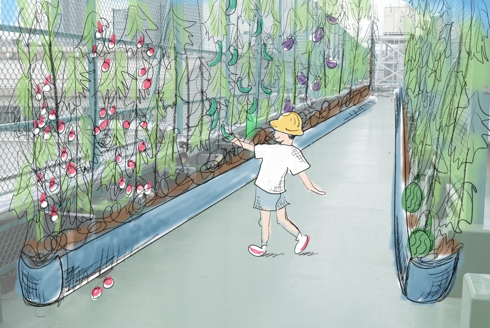 東京都新宿区柏木小学校屋上に「野菜の森」を作ります！」を配信しました
