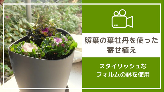 照葉の葉牡丹を使った寄せ植え　