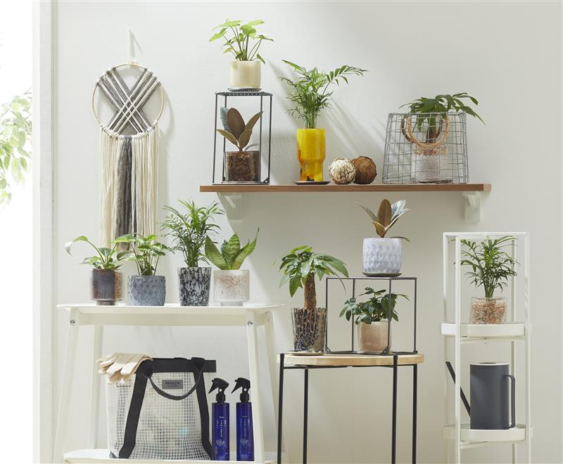 『well plants』新シリーズ