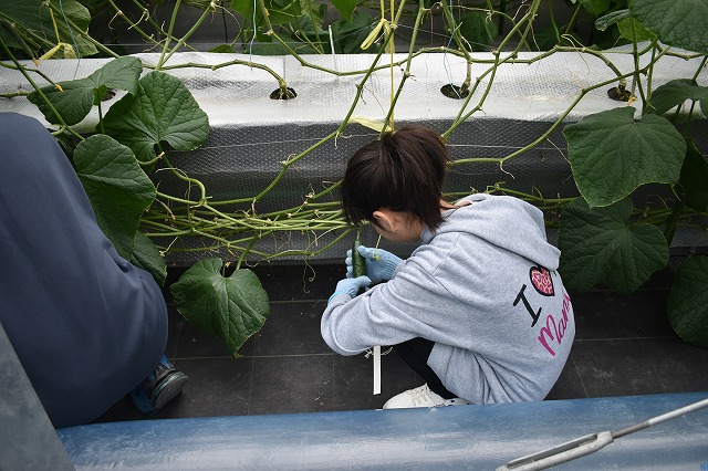 収穫体験のようす