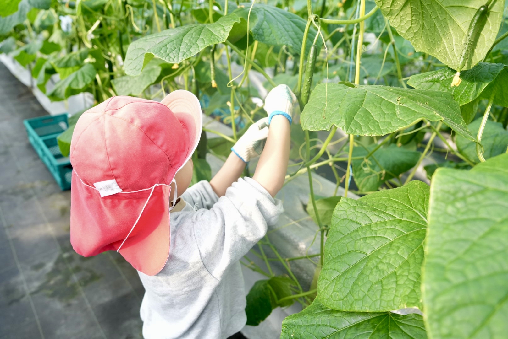 収穫体験のようす 